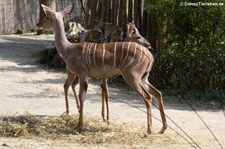 Südliche Kleine Kudus (Tragelaphus imberbis australis) im Zoo Osnabrück