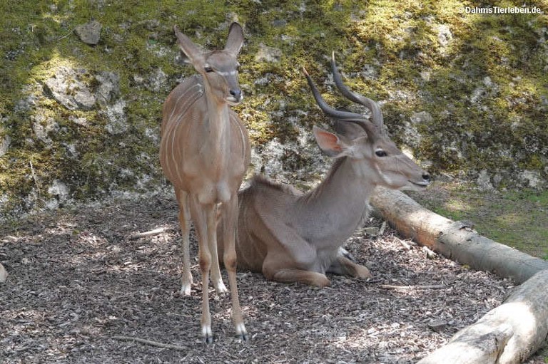 Tragelaphus strepsiceros