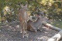 Tragelaphus strepsiceros