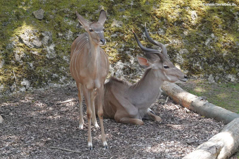 Tragelaphus strepsiceros