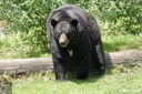 Ursus americanus