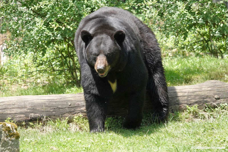 Ursus americanus-2
