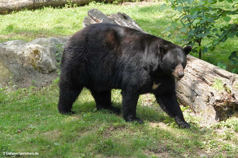 Ursus americanus