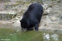 Ursus americanus