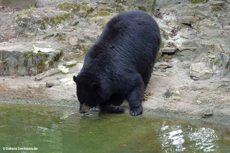 Ursus americanus