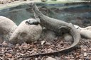 Varanus niloticus