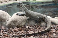 Nilwaran (Varanus niloticus) im Zoo Osnabrück