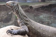 Nilwaran (Varanus niloticus) im Zoo Osnabrück