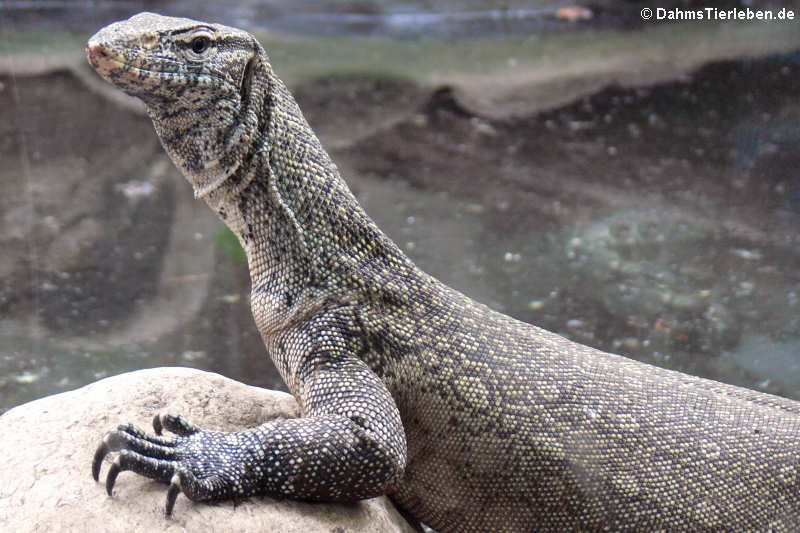 Nilwaran (Varanus niloticus)