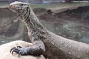 Varanus niloticus