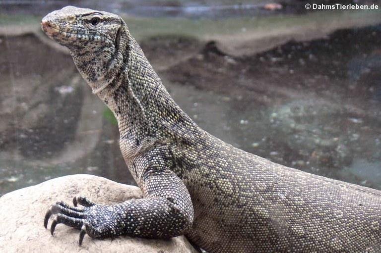 Varanus niloticus