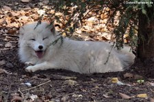 Polarfuchs (Vulpes lagopus) im Zoo Osnabrück