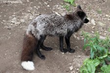 Silberfuchs (Vulpes vulpes f. domestica) im Zoo Osnabrück