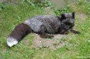 Vulpes vulpes domestica