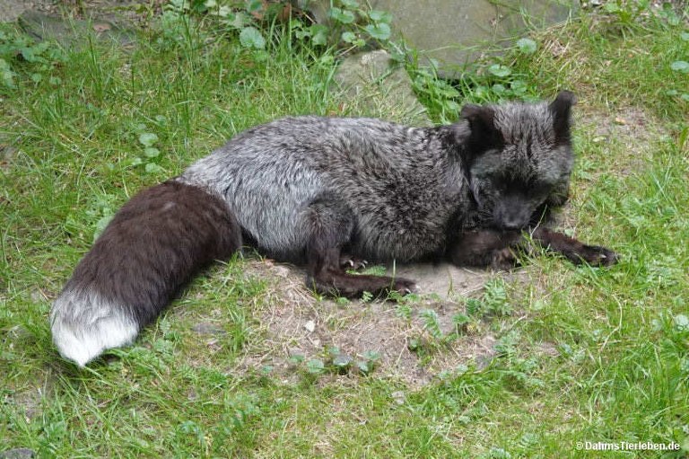 Vulpes vulpes domestica