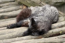 Silberfuchs (Vulpes vulpes f. domestica) im Zoo Osnabrück