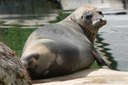 Zalophus californianus
