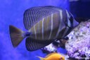 Zebrasoma desjardinii