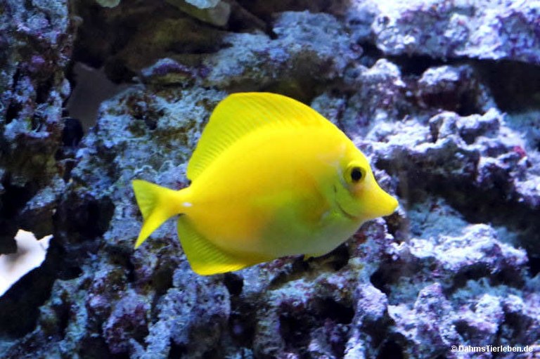 Zebrasoma flavescens