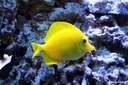 Zebrasoma flavescens