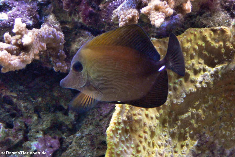 Weißdorn-Segelflossendoktor (Zebrasoma scopas)