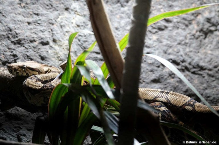 Acrantophis dumerili