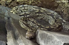 Südliche Madagaskarboa (Acrantophis dumerili) im Reptilium Landau