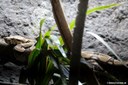 Acrantophis dumerili