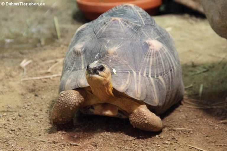 Astrochelys radiata