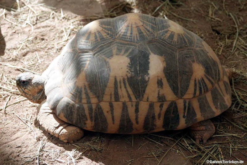 Astrochelys radiata-6