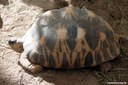 Astrochelys radiata
