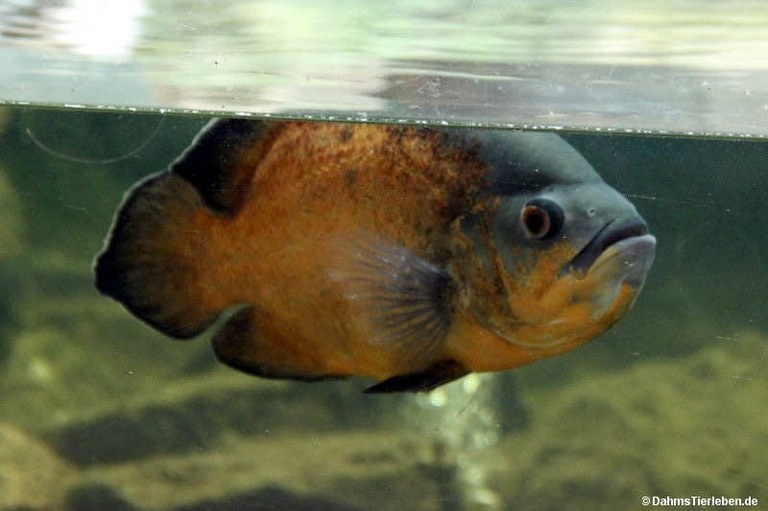 Astronotus ocellatus