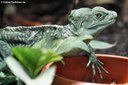 Basiliscus plumifrons