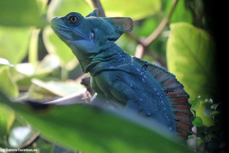 Stirnlappenbasilisk Basiliscus plumifrons-5