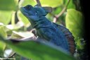 Basiliscus plumifrons