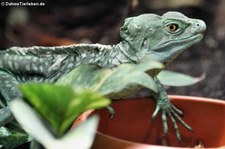 Stirnlappenbasilisk (Basiliscus plumifrons) im Reptilium Landau