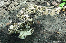 Gabunviper (Bitis gabonica) im Reptilium Landau