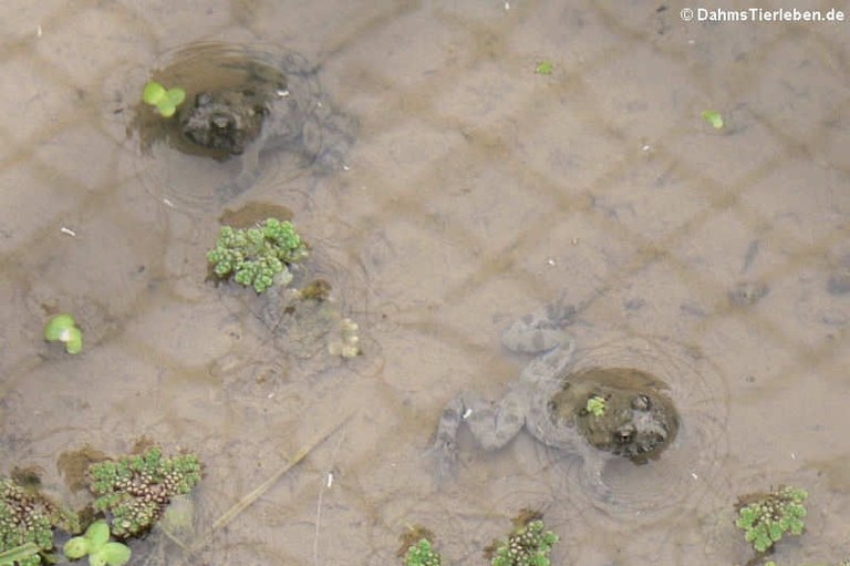 Bombina variegata