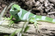 Gebänderter Fidschileguan (Brachylophus fasciatus) im Reptilium Landau