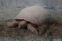 Centrochelys sulcata