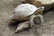 Spornschildkröte (Centrochelys sulcata) im Reptilium Landau