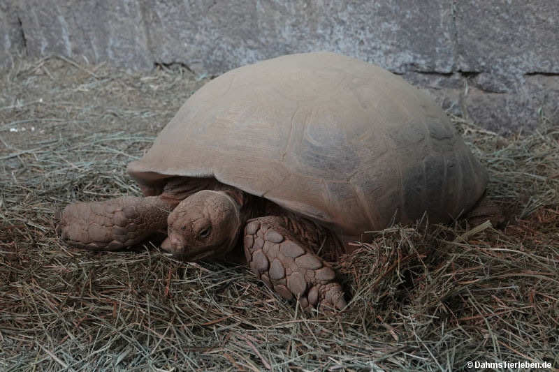 Centrochelys sulcata-4