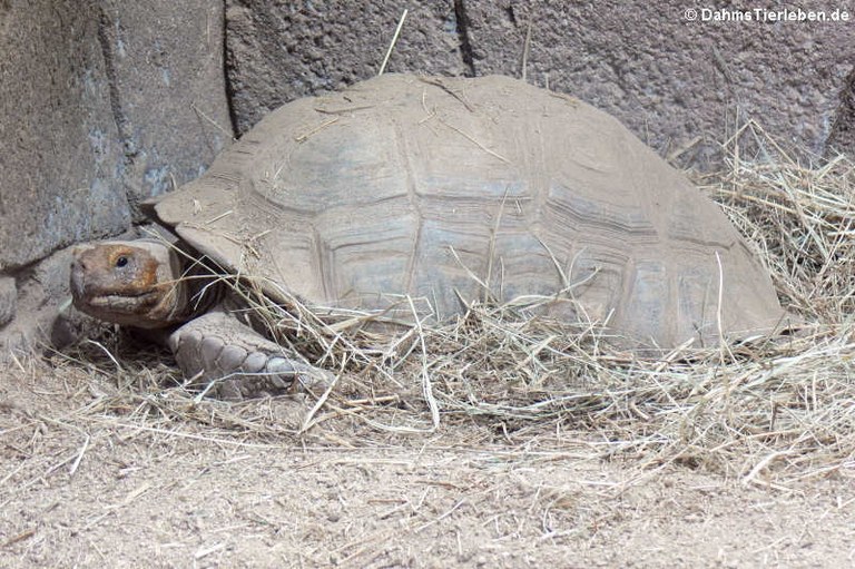 Centrochelys sulcata