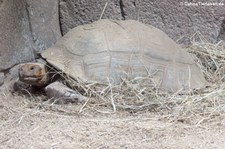 Spornschildkröte (Centrochelys sulcata) im Reptilium Landau