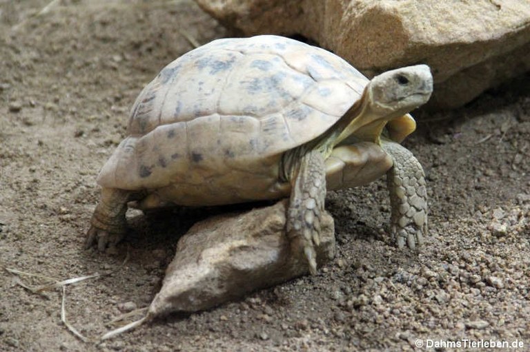 Centrochelys sulcata