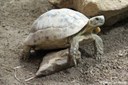 Centrochelys sulcata