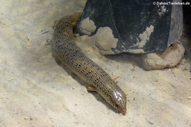 Chalcides ocellatus