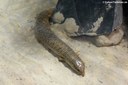 Chalcides ocellatus