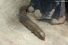 Gefleckter Walzenskink (Chalcides ocellatus) im Reptilium Landau