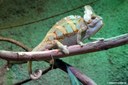 Chamaeleo calyptratus